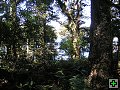 thn_NZ leden-unor 2006 261.jpg
